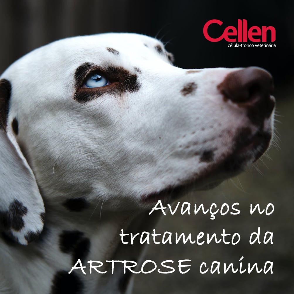 Artrose Canina